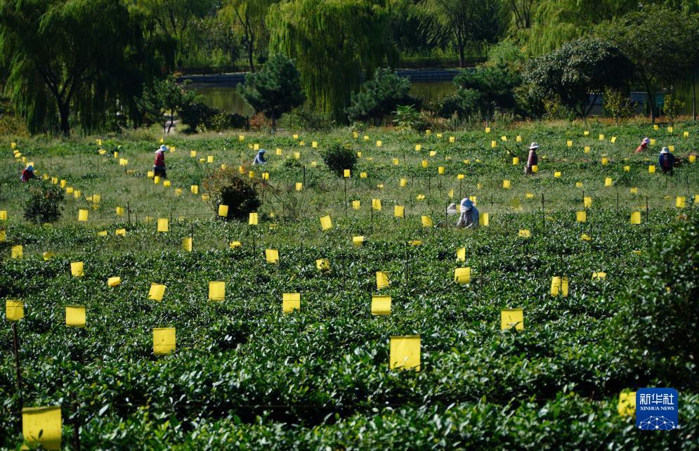 澳门通下载